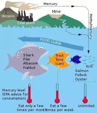 食物链上层的水生生物体内富集着有机汞