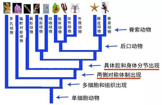  动物演化概略图，显示动物演化中的重要事件（图片来源：南京古生物所制作）