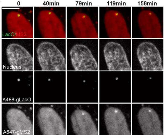  ▲在细胞内同时观察DNA（gLacO）和RNA转录（gMS2）的变化（图片来源：参考资料[1]）