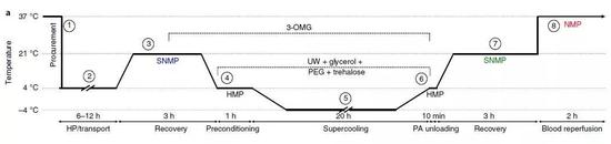  ▲离体保存人体肝脏的流程，按不同温度分为8步（图片来源：参考资料[1]）