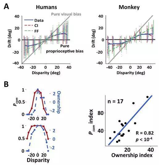 图2 行为学结果和模型拟合结果。A。 行为学结果以及两种模型（CI：贝叶斯因果推断模型，FF：最优整合模型）的拟合结果比较。B。 模型拟合的Pcom与人类被试的错觉打分非常类似。左侧图为两名典型被试，红色线为Pcom，蓝色线为错觉打分；右侧图为被试间的相关性。
