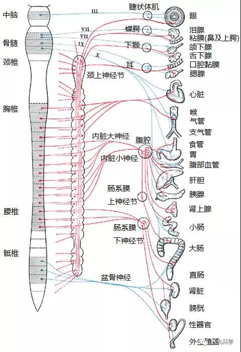 交感神经分布图