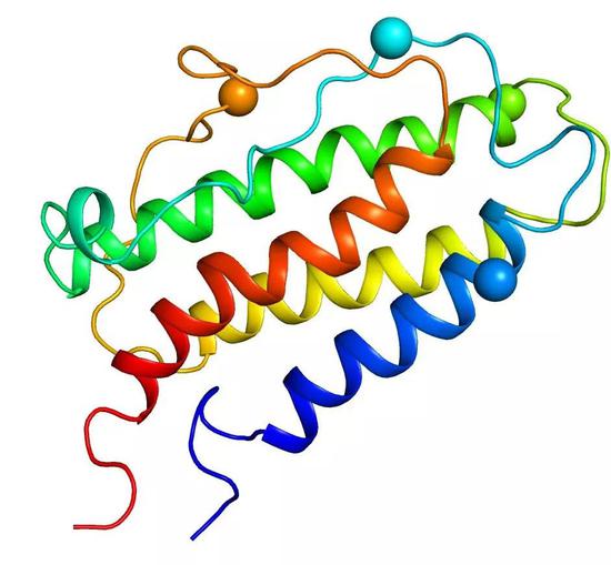 EPO的三维结构（PDB code：1BUY， PYMOL 软件出图），球状标示为糖基化位点