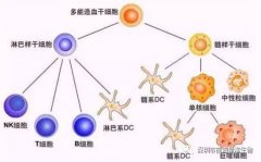 五分钟读懂“细胞免疫治疗”