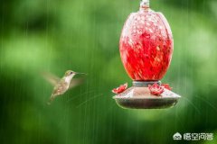 下大雨时鸟类都躲藏在哪里？比如麻雀，喜鹊？