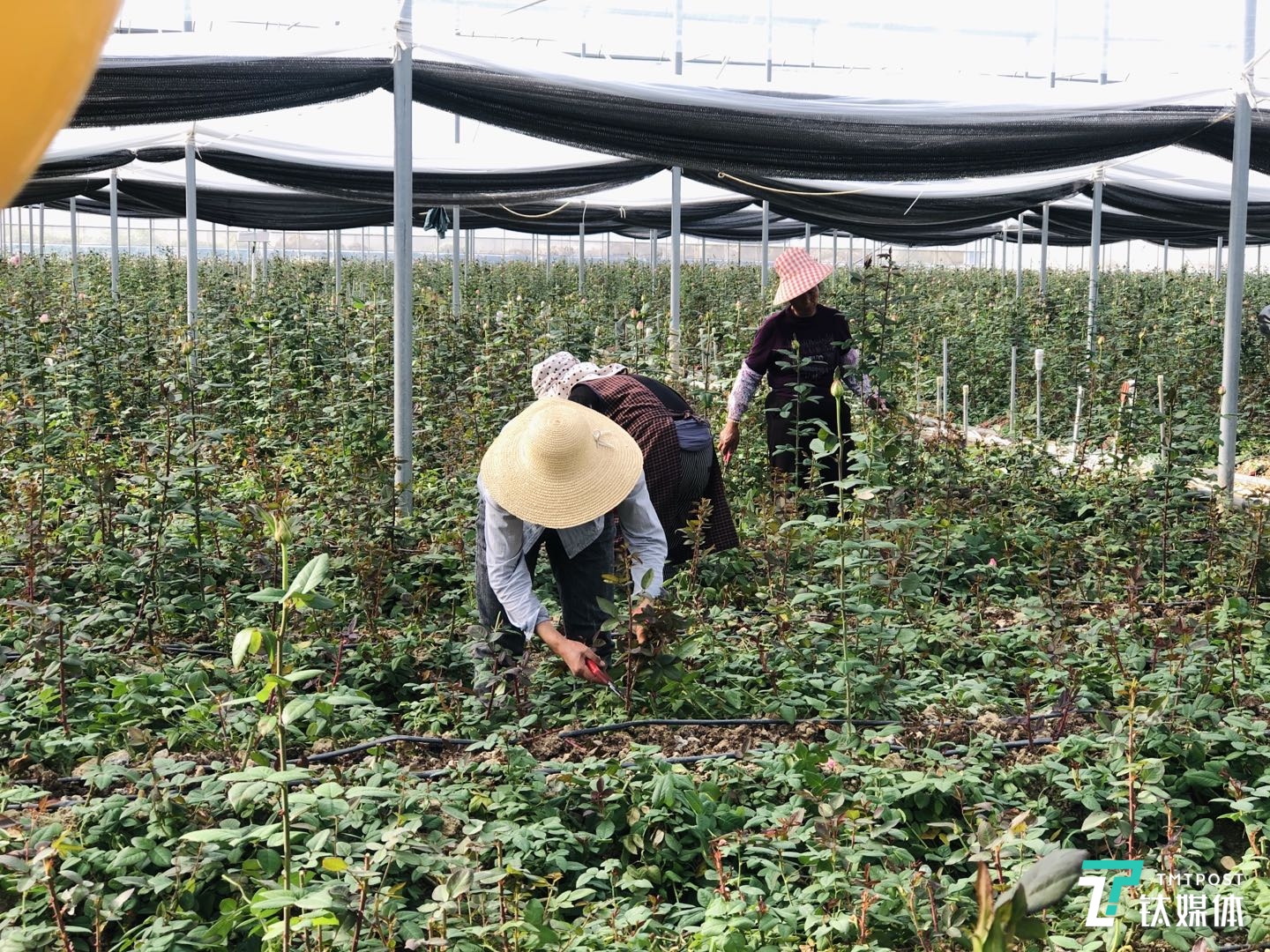 云南鲜花销量猛增50%，电商平台成“护花”使者 | 双十一专题