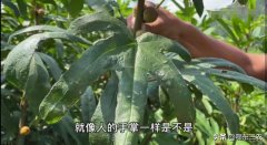 2021年最赚钱的农村种植是什么_万元以下致富小机器