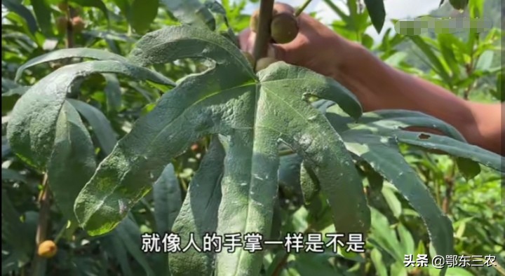 021年种植什么最赚钱农村（一万元以下致富小机器）"