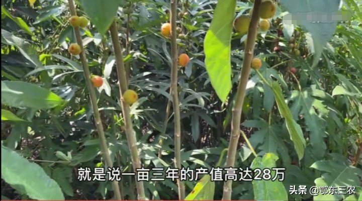 021年种植什么最赚钱农村（一万元以下致富小机器）"