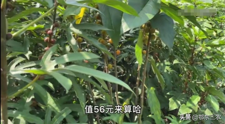 021年种植什么最赚钱农村（一万元以下致富小机器）"