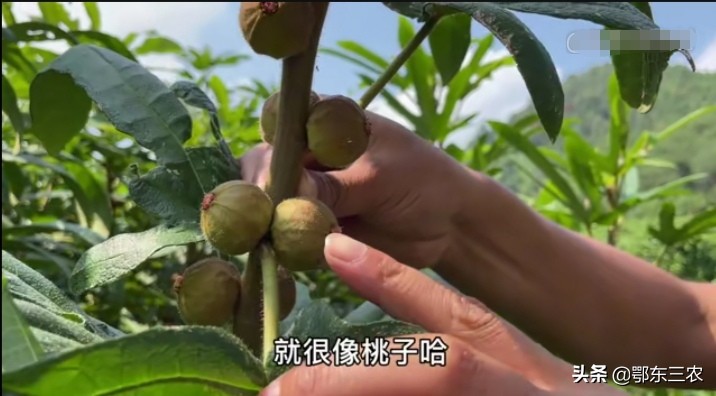 021年种植什么最赚钱农村（一万元以下致富小机器）"