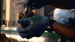 他们在大脑中植入芯片，只是为了减肥