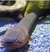 电鳗可以瞬间释放电，为什么不能把电鳗的放电原理应用到新能源汽车上？