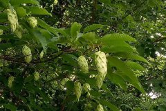 如何快速收录网站？教你6招