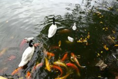 成功的网络营销案例分析：杜蕾斯借势大雨，成就营销经典