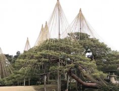 怎么出道？请看毕加索成名之路