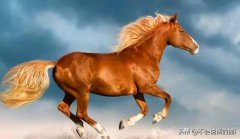 马为什么白天黑夜都站着，睡觉也不躺下？看完算是涨知识了