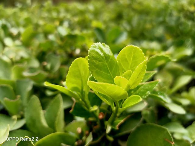 OPPO Reno2 Z全面评测：十分均衡的全面性