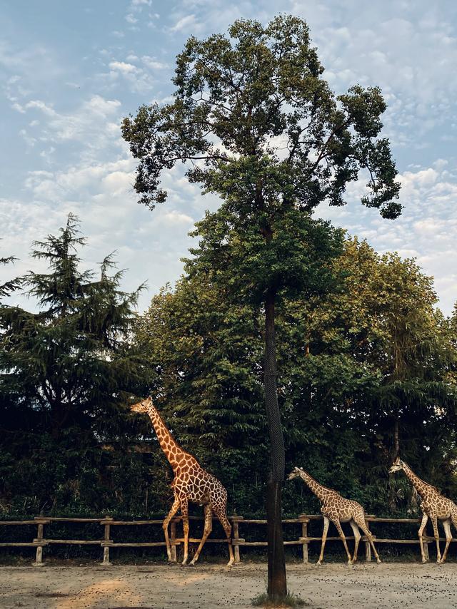 如何拍出刷爆社交平台的城市照？iPhone 获奖摄影师告诉你