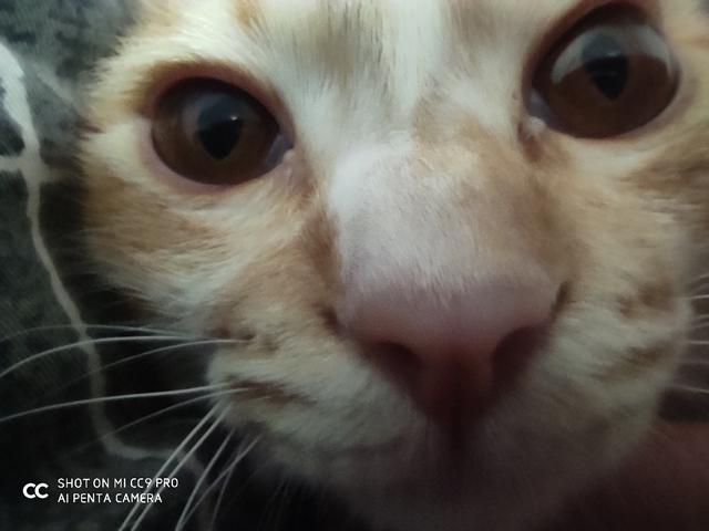 DXO世界第一的代价，小米CC9 Pro全面评测：成也萧何，败也萧何