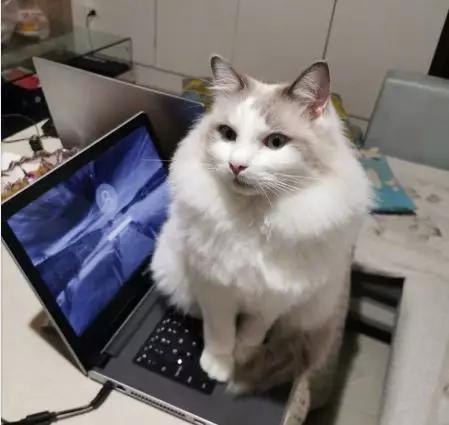 远程上班第一周：不坐在马桶上开会，是远程会议的底线