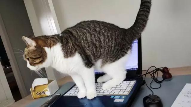 远程上班第一周：不坐在马桶上开会，是远程会议的底线