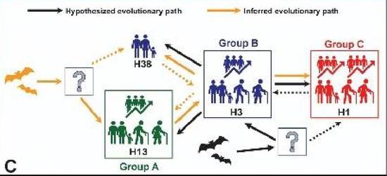  爷爷辈的H13、H38，可能有两条进化路线（图片来源：参考文献1）