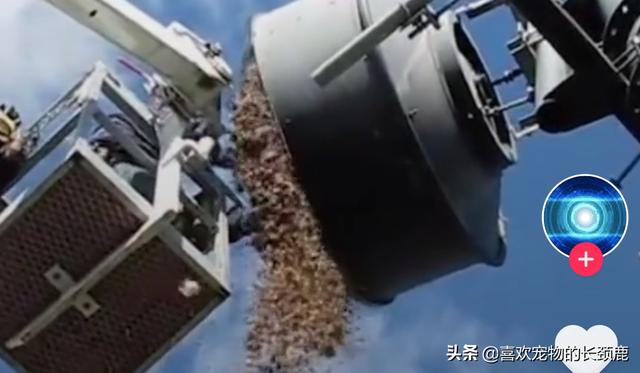 松鼠界的"马云"宣布破产，你看后有没有觉得哭笑不得呢