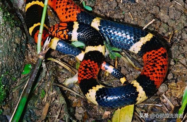 自然灾害来临前的预兆，动物们敏锐的反常行为