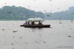  转发 微博 Qzone 微信 自然灾害来临前的预兆，动物们敏锐的反常行为