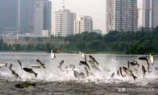 自然灾害来临前的预兆，动物们敏锐的反常行为