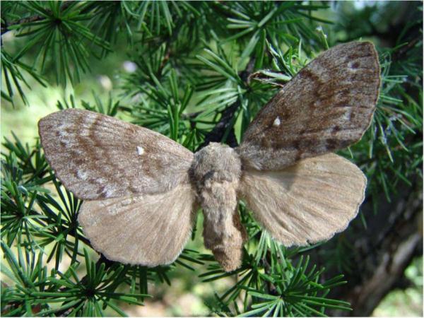 病原真菌与昆虫：有害生物的“正能量”