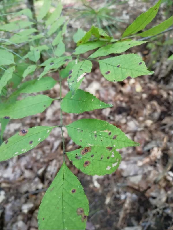 病原真菌与昆虫：有害生物的“正能量”