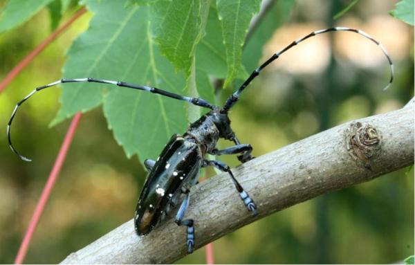 病原真菌与昆虫：有害生物的“正能量”
