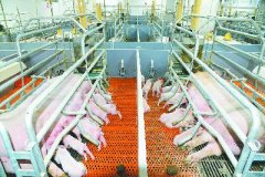 疫情倒逼中企尝试新型养猪模式