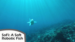 仿生机器人大揭秘，看它们天上飞、地上爬、水中游