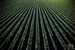 PNP发布2020农业科技趋势预判，AIOT、室内农业、自动化是重点