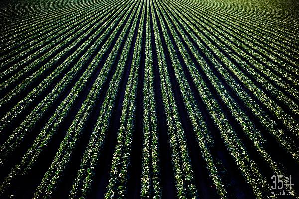 PNP发布2020农业科技趋势预判，AIOT、室内农业、自动化是重点