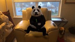 谷歌裸眼3D动物意外蹿红，掀起一股AR体验小高潮