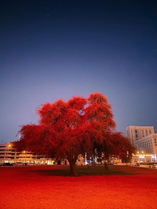 看完会自行惭愧 苹果公布最佳夜景照片