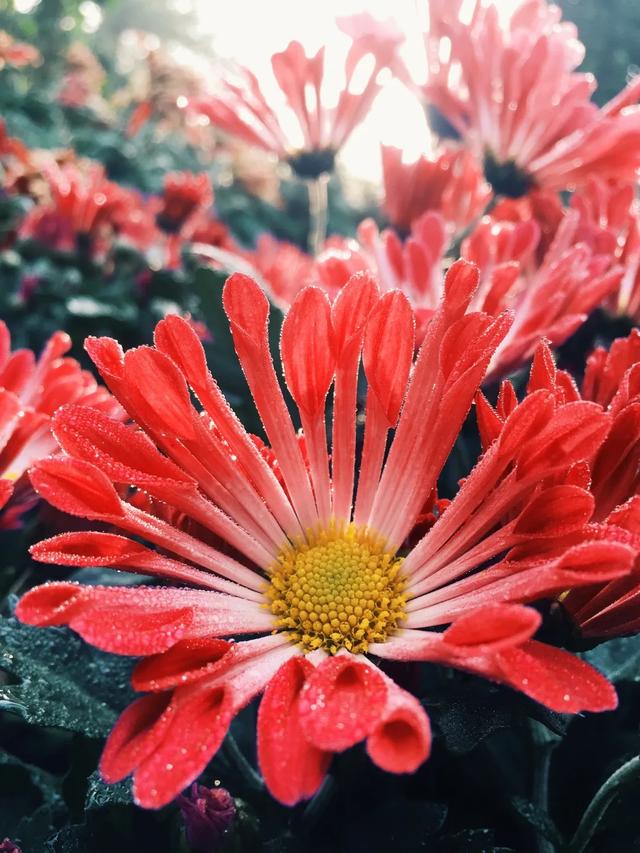 iPhone 相机操作指南 3.0 （一）