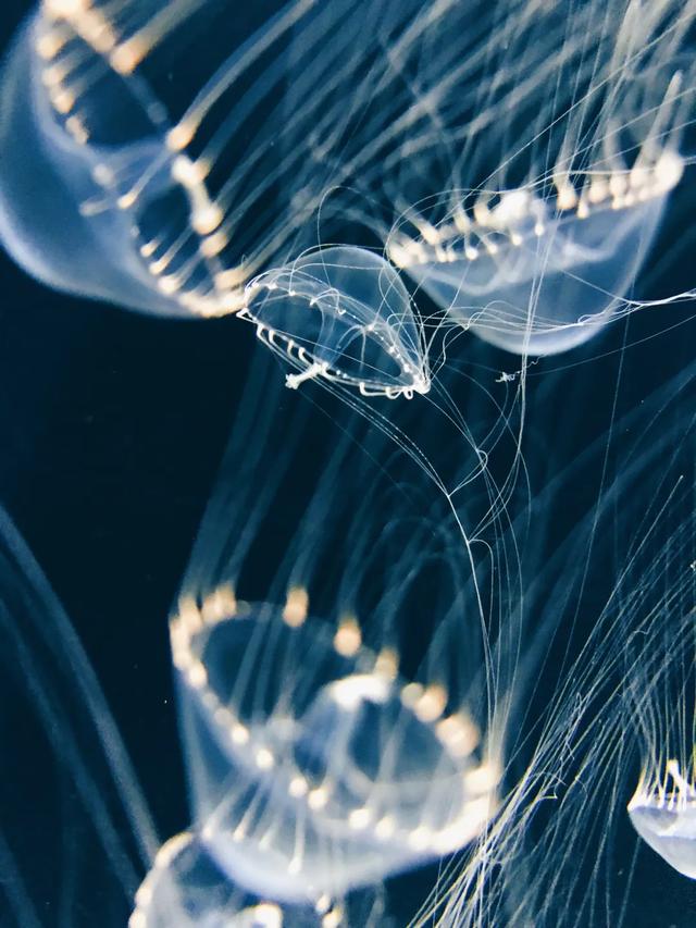 iPhone 相机操作指南 3.0 （一）