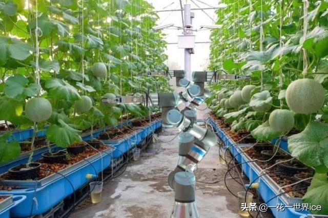 AI农业：百亿市场规模，但投入成本很高、人才缺乏