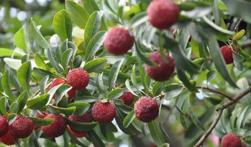 博世智能科技推出智纹保解决方案，保证产品真实性