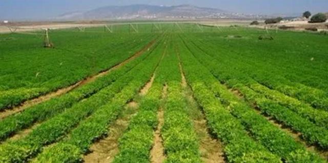 兄弟，我为什么不支持你做农业电商？