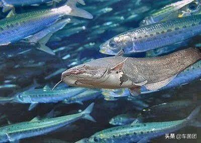 比亚迪销量暴跌48%，特斯拉月销量破万，引入的是鲶鱼还是鳄鱼？