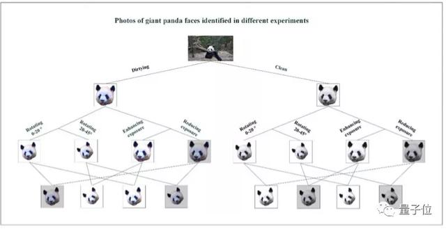AI养熊猫，先从刷脸开始