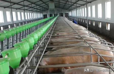 智慧农业技术在畜禽生产中的发展与应用