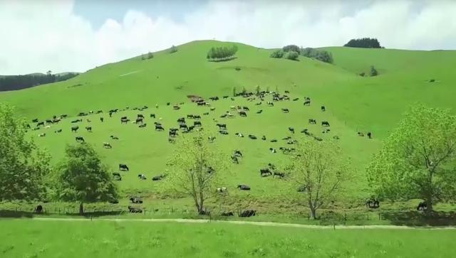 马云养猪、刘强东养鸡，中国90%的人将开始线上云养殖