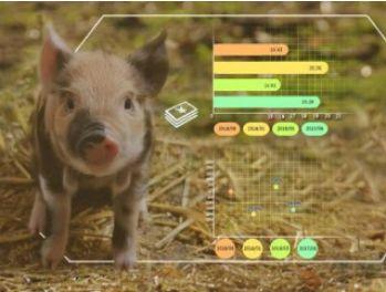 马云养猪、刘强东养鸡，中国90%的人将开始线上云养殖